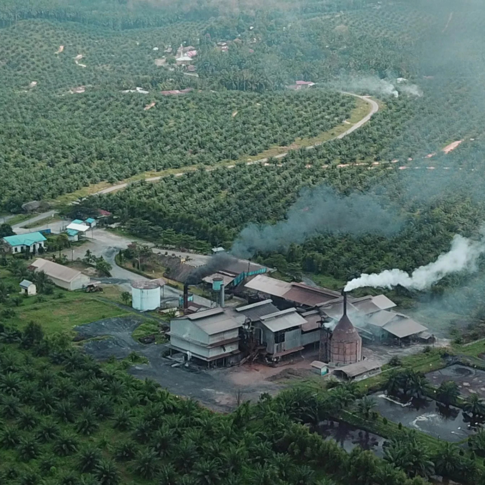 Palm Oil